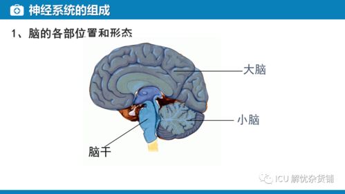 神经系统的监测与管理在肝癌诊疗中的新视野——兼论血浆microRNA标志物检测报告系统的整合应用